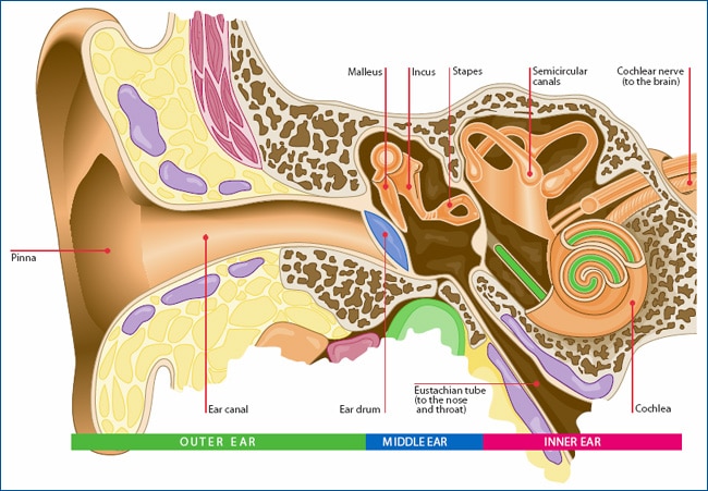 Medical diagram showing the anatomy of the ear